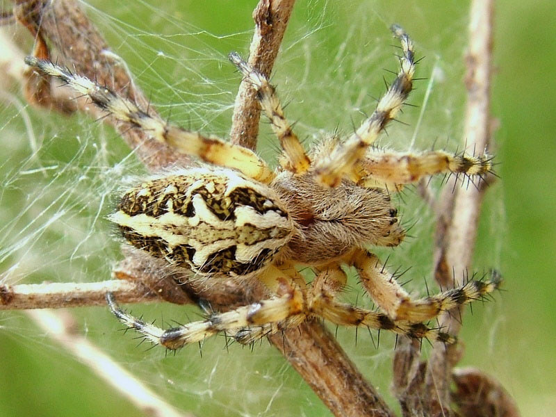 Aculepeira ceropegia Alchetron, The Free Social Encyclopedia