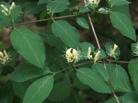 Lonicera xylosteum  1116