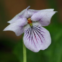 Viola palustris  122