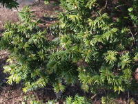 Taxus baccata  1250