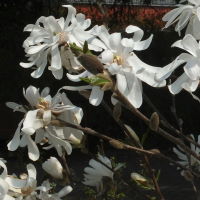 Magnolia stellata  1318