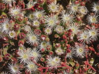 Mesembryanthemum crystallinum  1395