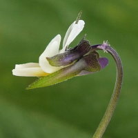 Viola arvensis  146