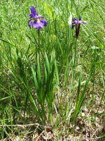 Iris sibirica  1501