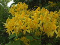 Rhododendron luteum  1738