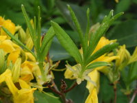 Rhododendron luteum  1739