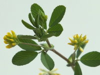Trifolium campestre  191