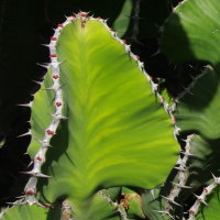 Euphorbia cooperi  1990
