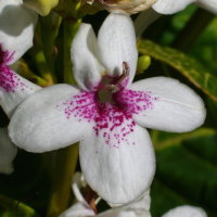 Pseuderanthemum sp.