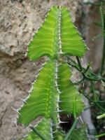 Euphorbia cooperi  2128