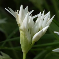 Allium ursinum  218