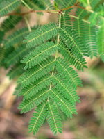 Acacia farnesiana  2206