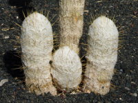 Espostoopsis dybowskii