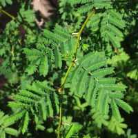 Acacia farnesiana  2211