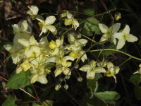 Epimedium × versicolor 'Sulphureum'  2285