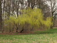 Salix alba ssp. vitellina × Salix babylonica