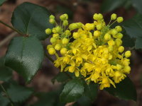 Berberis aquifolium  24