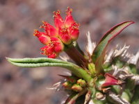 Euphorbia viguieri  2553