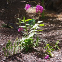 Epidendrum radicans  2613