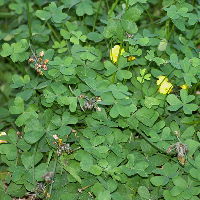 Oxalis pes-caprae var. pleniflora