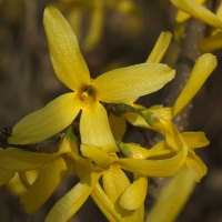 Forsythia × intermedia  29