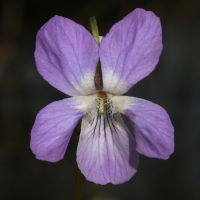 Viola riviniana  41