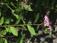 Spiraea japonica  439