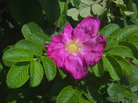 Rosa rugosa  444