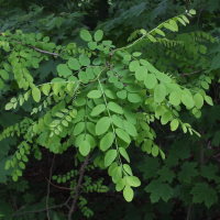 Robinia pseudoacacia  545
