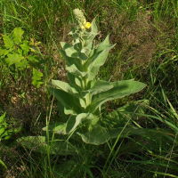 Verbascum thapsus  598