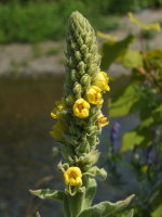 Verbascum thapsus  601