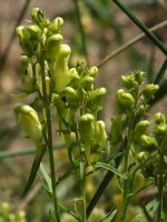 Linaria vulgaris  611
