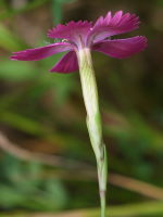 Dianthus deltoides  723