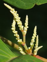 Reynoutria japonica  801