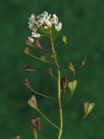 Capsella bursa-pastoris  89