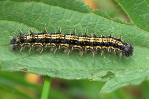 Figure 3: Mature caterpillar