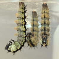 Figure 4: 100 min before pupation of the first caterpillar.