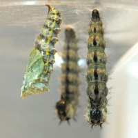 Figure 5: The first caterpillar pupated and threw larval skin away.
