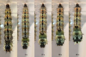 Figure 6: The second caterpillar starts pupation,