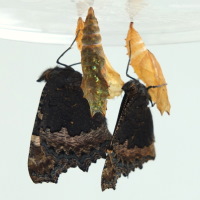 Figure 9: The first two butterflies are hatched.