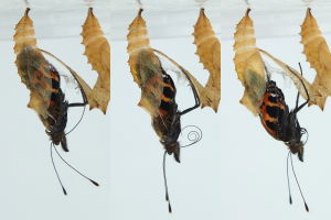 Figure 12: The 3rd butterfly extracts leggs, antennae and proboscis,