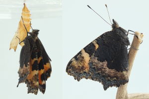 Figure 16: and must harden. Now the Small Tortoiseshell is ready for take-off.