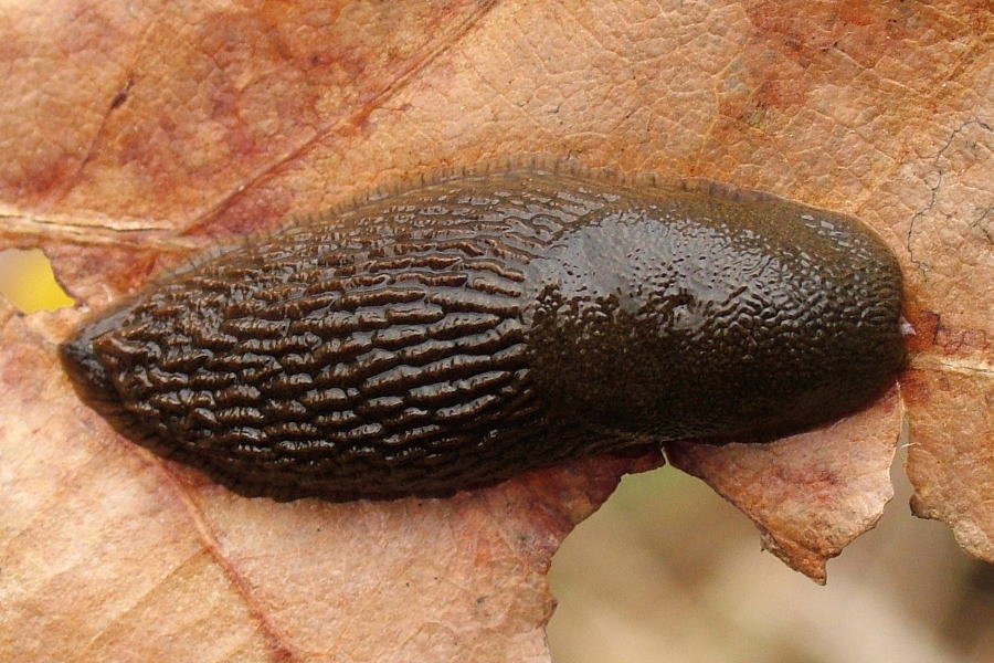 Mollusca, Molluscs - arthropodafotos.de