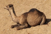 Camelus dromedarius  385