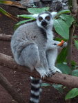 Lemur catta  391