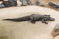 Alligator mississippiensis  420