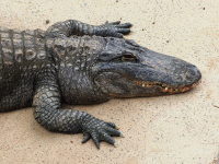 Alligator mississippiensis  421