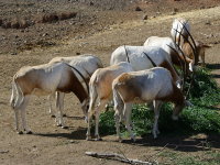 Oryx dammah  553