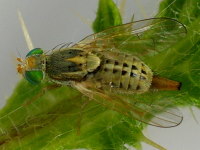 Terellia serratulae, female  1035