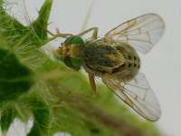 Terellia serratulae, female  1036